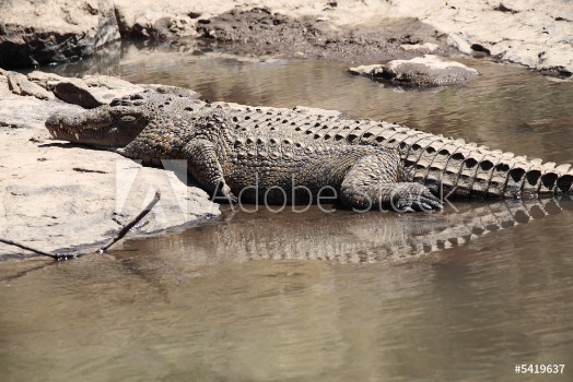 Picture of Crocodile 